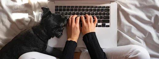 Homeoffice mit Hund und Katze: So gelingt konzentriertes Arbeiten mit tierischen Kollegen