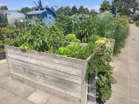 Vortrag „Gemüseanbau im Topf und Balkon“ mit Katrin Kell in Donauwörth