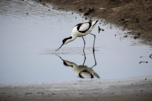 Butjadingen: „Lüttje Schritte, grote Wark“ – Butjadingen lädt zu den Mottowochen Umwelt & Natur ein