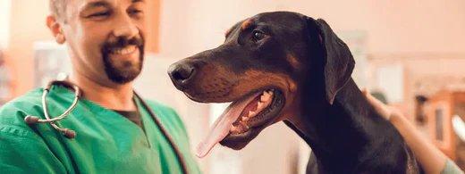 Kratzer & kleine Wunden beim Hund? So versorgst Du sie richtig!