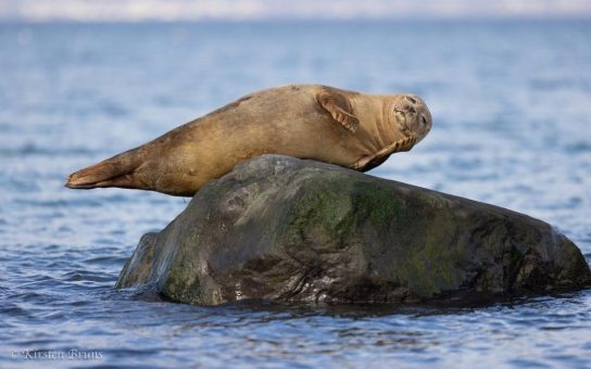 Der 22. März ist der Internationale Tag der Robben