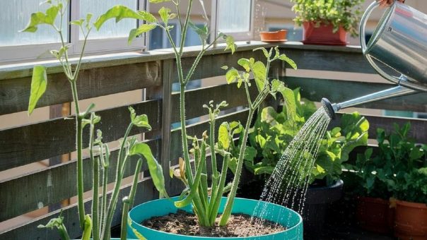 Hochschule Weserbergland bringt Gesundheitswissen auf Balkon und Fensterbank