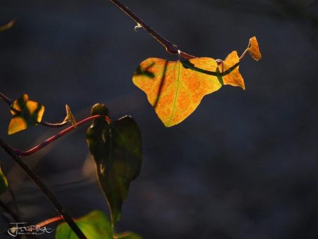 „Efeu ist viel mehr als nur immergrün“