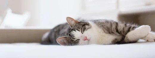 Allergien bei Katzen: Symptome erkennen & richtig handeln