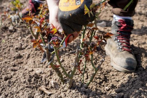 Rosen schneiden: Profi-Tipps aus Bad Kissingen