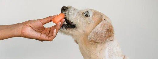 Gefährliche Lebensmittel für Hunde: Diese 5 Dinge können deinem Vierbeiner schaden