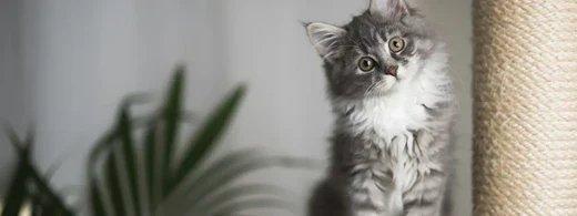 Stubenreinheit bei Katzen: So gewöhnst du deine Katze stressfrei an die Katzentoilette