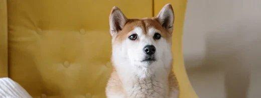 Allergien beim Hund erkennen: Symptome verstehen und gezielt behandeln