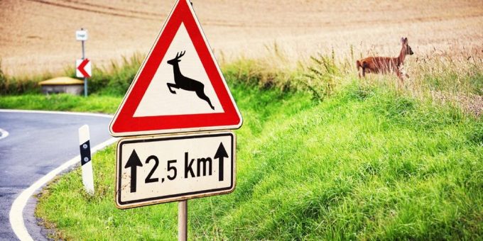Mehr Wildunfälle im Frühling: So vermeiden Autofahrer gefährliche Zusammenstöße