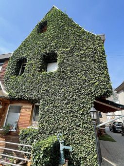 Dachdecker-Landesinnung Berlin: Gebäudebegrünungen sind emissionsfreie Klimaanlagen