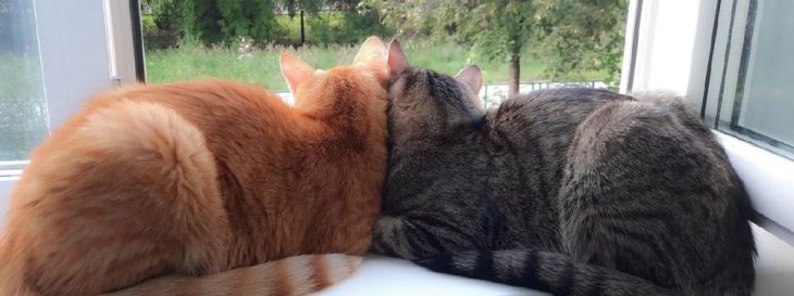 Wenn der Frühling die Hormone weckt: Rolligkeit bei Katzen verstehen
