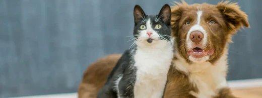 Zahnerkrankungen bei Haustieren: Die unsichtbare Gefahr im Alltag