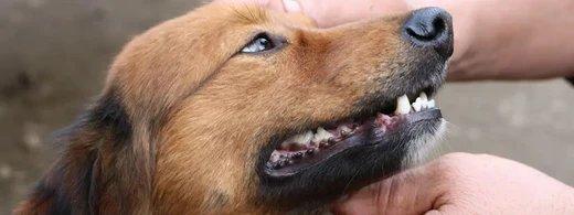 Der Hundezahn im Fokus: Aufbau, Risiken und richtige Pflege