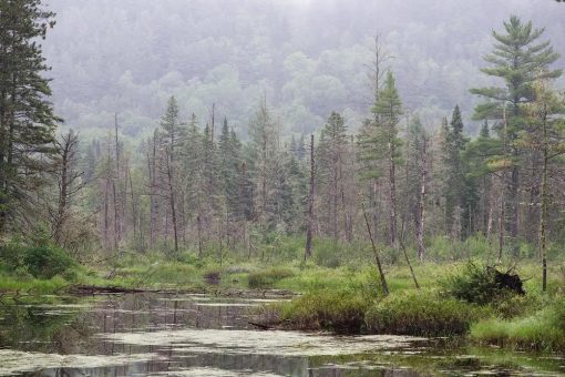 Formation Metals trifft sichtbares Gold: N2-Projekt könnte deutlich größer sein als gedacht