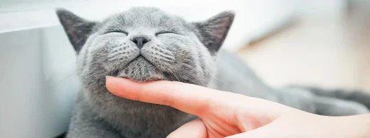 Die besondere Verbindung zwischen Katze und Mensch