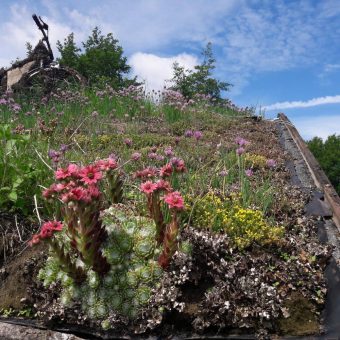 Blühende Dächer und Grünstreifen – auch im Unternehmen?  (Seminar-Nr. 2026-33)