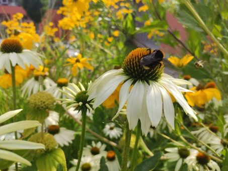 Wer möchte seinen Garten als Naturgarten zertifizieren lassen?