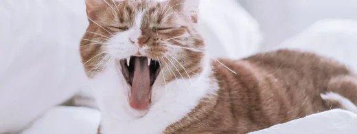 Mundgeruch bei Katzen: Ursachen erkennen und richtig vorbeugen