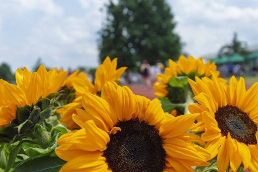 5. Sonnenblumenlauf in Dresden