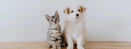 Frühling mit Hund und Katze: Gesund durch Allergien, Fellwechsel und Zeckenzeit