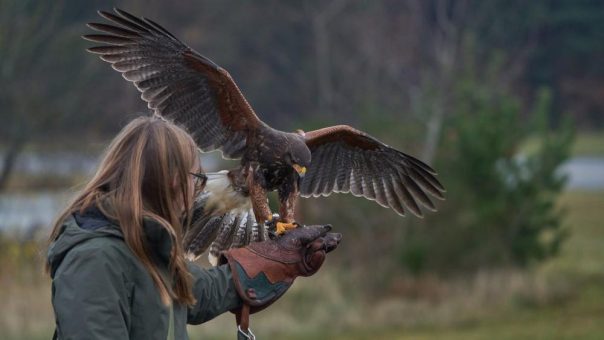 Land Hadeln/Wanna/Cuxland: Ferienaktion im MoorIZ Ahlenmoor am 7. Juli 2026