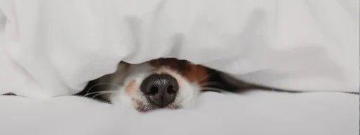 Zahnwurzelentzündung beim Hund: Schmerzen früh erkennen und richtig behandeln