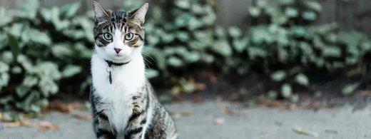 Zahnerkrankungen bei Katzen: Warum frühe Vorsorge so wichtig ist