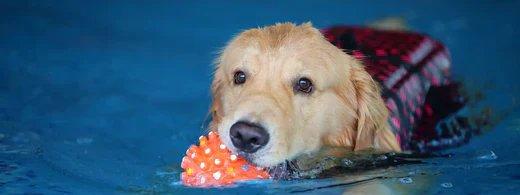 Schwimmtraining für Hunde: So gewöhnst du deinen Vierbeiner sicher ans Wasser