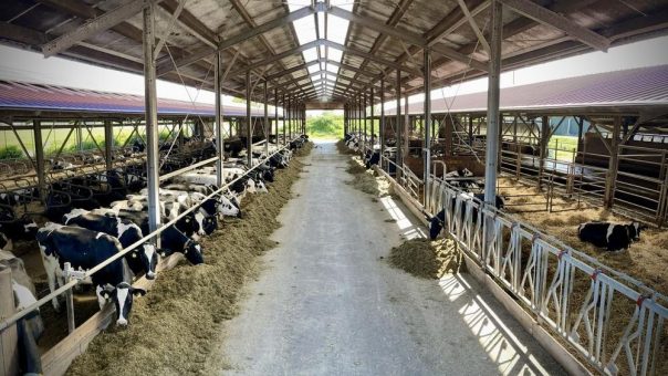 Krummhörn – Blick hinter die Stalltüren: Hofführungen auf dem Milchviehbetrieb Smit in Dykhusen