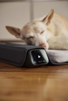 Glückliche Pfoten, entspannte Hundemomente