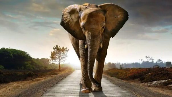 Lake Victoria Gold: Wichtiger Meilenstein bringt Goldprojekt Imwelo dem Bau näher