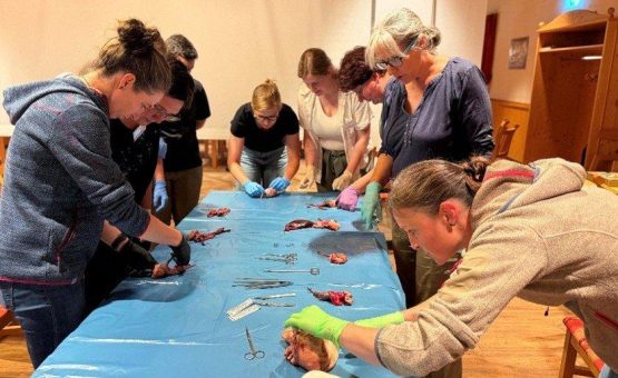 Von der Nabelchirurgie bis zur Durchfalltherapie: AVA-Kälberworkshop überzeugt mit Praxisnähe