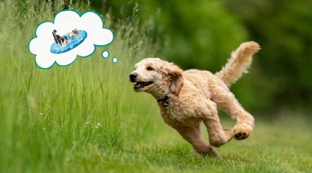 Abkühlung für Hunde im Sommer: Spielideen, Wasserspaß & Beschäftigung an heißen Tagen
