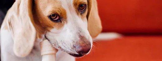 Hunde richtig füttern: So unterstützt die Ernährung die Zahngesundheit deines Hundes