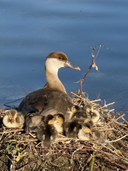 Niedriger Wasserstand  am Bodensee in den Pfahlbauten