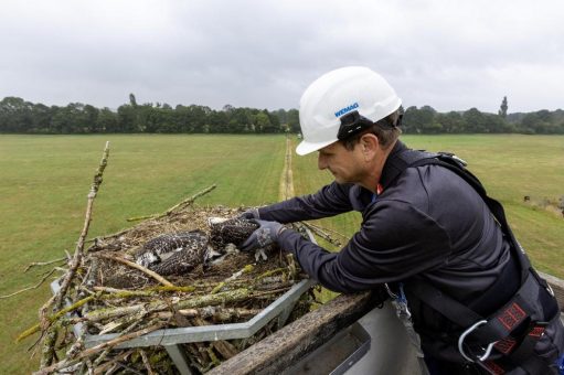 WEMAG unterstützt Beringung junger Fischadler im Netzgebiet
