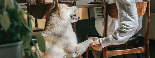 DIY-Pfotenabdruck aus Salzteig: Eine liebevolle Erinnerung an Hund oder Katze selbst gestalten