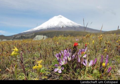 Vulkane, Anden und wilde Natur in Ecuador: Neue Erlebnistouren durch Ecuadors Hochland