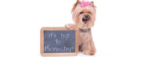 Hund chippen: So funktioniert der Mikrochip und wann eine Chippflicht besteht