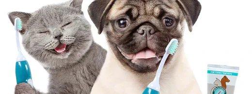 Präventive Zahnpflege für Haustiere: So unterstützt die emmi-pet Ultraschallzahnbürste gesunde Zähne