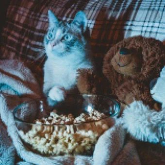 Wann verlieren Kitten ihre Milchzähne? Alles Wichtige zum Zahnwechsel bei Katzen