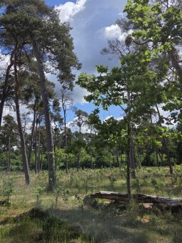 Im Kollekturwald Mannheim wächst der Wald von morgen