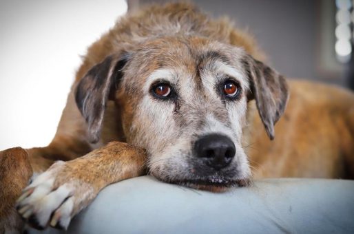 Demenz beim Hund: Früher erkennen, gezielt begleiten