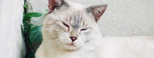 Zahnpflege bei Seniorenkatzen: So bleiben Zähne und Gesundheit im Alter länger erhalten