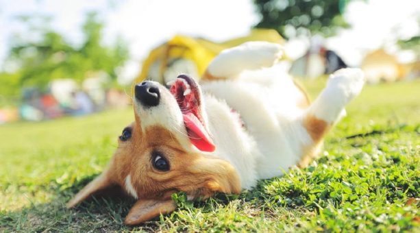 Sommer & Hund: Warum Hitze die Zahngesundheit im Maul beeinflusst und wie du richtig vorbeugst