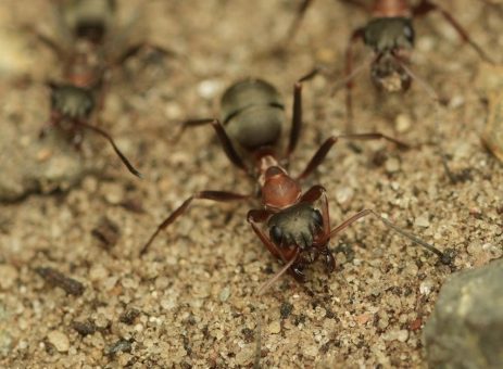 AntsNature und Berliner Ökowerk lenken den Blick auf die Welt vor unseren Füßen