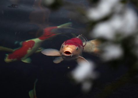 Wenn der Koi stirbt – warum dieser Verlust tiefer trifft, als viele ahnen