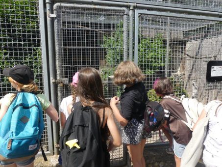 Zeltabenteuer und Großstadtflair: Vogelsbergkreis blickt auf zwei erfolgreiche Sommerfreizeiten zurück