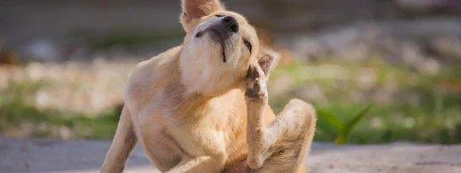 Parasiten beim Hund erkennen und vorbeugen – Die wichtigsten Tipps