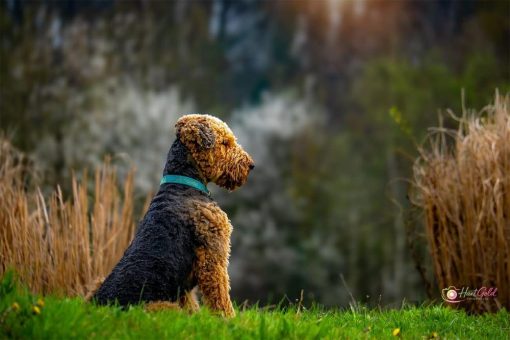 Sommerfest der Galgorettung Fränkisches Seenland und Hundespieltag